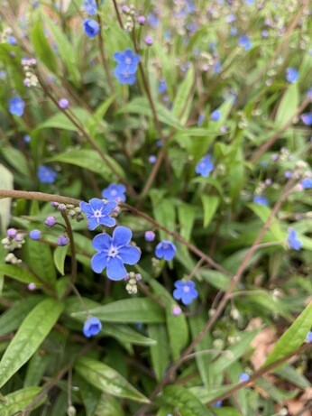 Autumn Planting: helping gardeners adapt to a changing climate