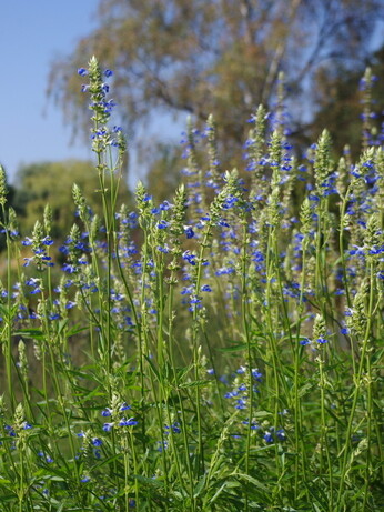 Luminous euphorbias and the fabulous Great Dixter Spring Plant Fair Luminous euphorbias and the fabulous Great Dixter Spring Plant Fair