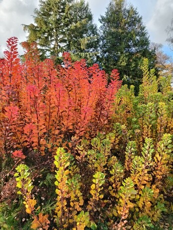 Weekly catch up with garden & propagation