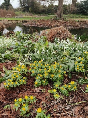 My Year as a Trainee at Beth Chatto Plants & Gardens