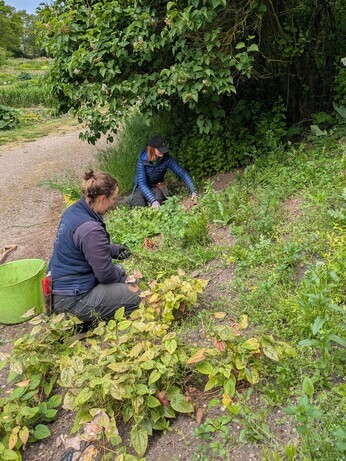 Weekly catch up with garden and propagation