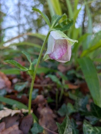 Weekly catch up with garden & propagation Weekly catch up with garden & propagation