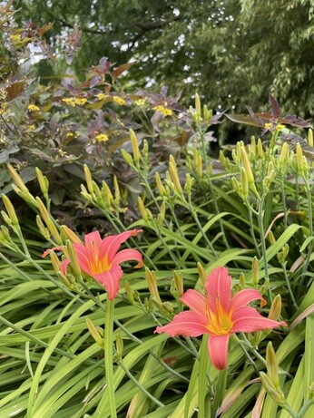 Weekly catch up with garden & propagation