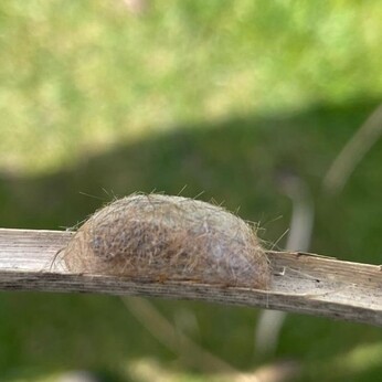 Wild Words from the Ground - March