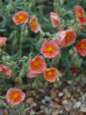 Garden connections planting at Benton End Garden connections planting at Benton End