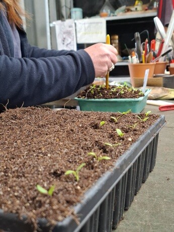 Weekly catch up with garden & propagation