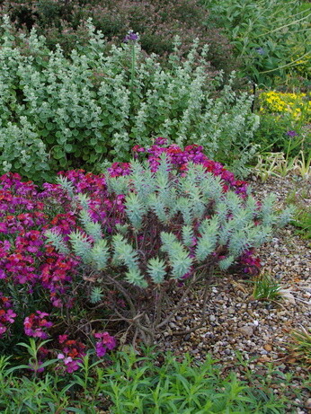 Weekly catch up with garden & propagation