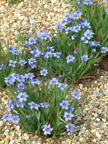Team Chatto's favourite plants - part 2 Team Chatto's favourite plants - part 2