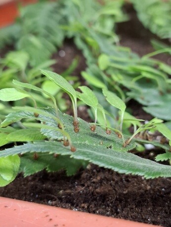 Weekly catch up with garden & propagation