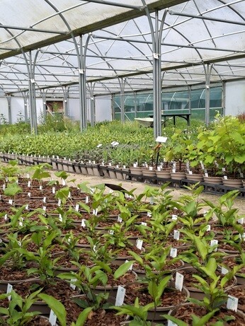 Weekly catchup with garden and propagation Weekly catchup with garden and propagation