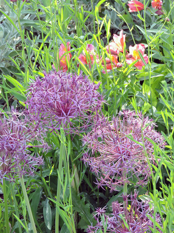 Growing summer flowering alliums
