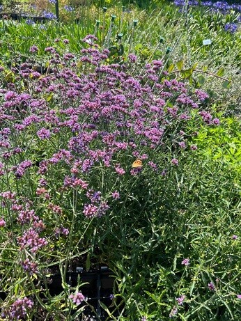 Weekly catchup with garden and propagation Weekly catchup with garden and propagation
