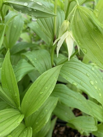 Weekly catch up with garden & propagation