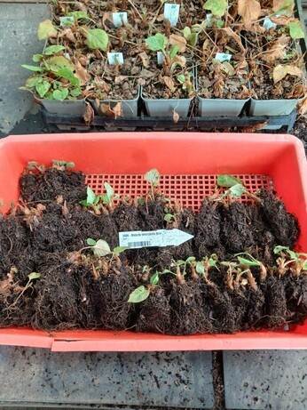 Weekly catchup with garden and propagation Weekly catchup with garden and propagation