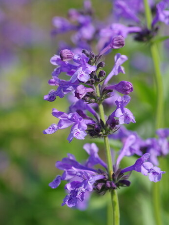 Weekly catch up with garden and propagation