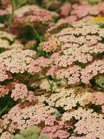 Achillea- How to Grow and Care for