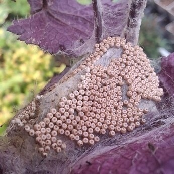 Wild Words from the Ground - October Wild Words from the Ground - October