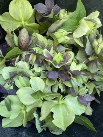 Weekly catch up with gardens & propagation Weekly catch up with gardens & propagation