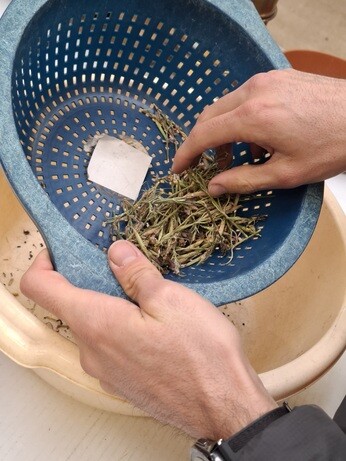 Weekly catch up with garden & propagation Weekly catch up with garden & propagation