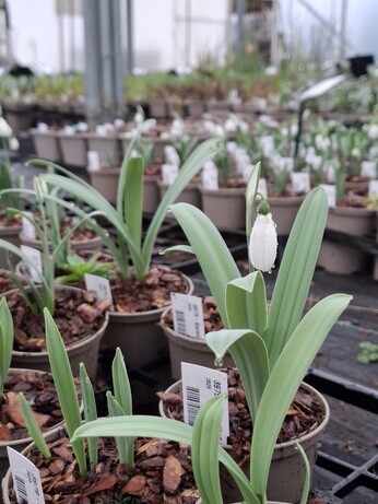 Weekly catch up with garden & propagation