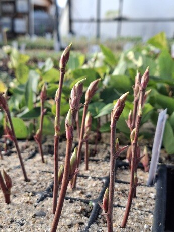 Weekly catch up with garden & propagation Weekly catch up with garden & propagation