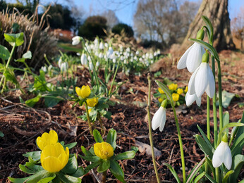 Splendid snowdrops at the Beth Chatto Gardens