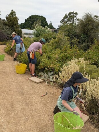 Weekly catch up with garden and propagation Weekly catch up with garden and propagation