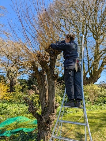 Weekly catch up with gardens & propagation