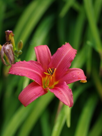 Hemerocallis (day lily)
