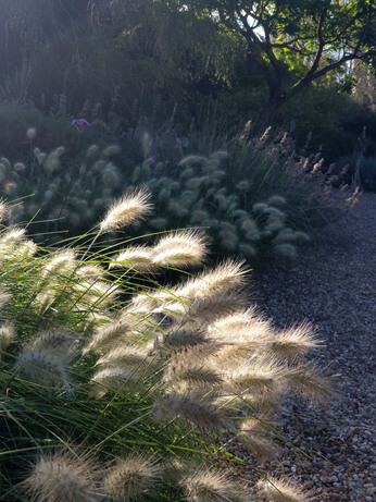 Top 10 plants for autumn interest