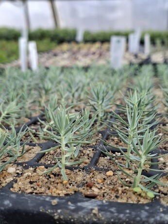 Weekly catch up with garden & propagation