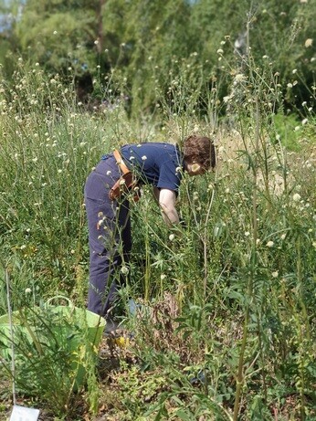 Plants that have stood up to the summer - Reservoir Garden