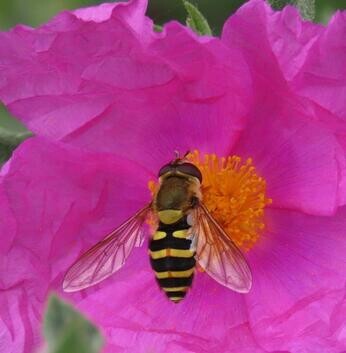 Chattowood and its insects: the first four years