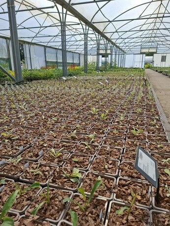 Weekly catch up with garden & propagation
