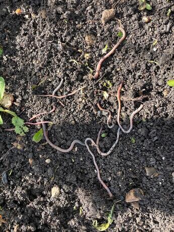 A look back at 2025 with the garden team A look back at 2025 with the garden team