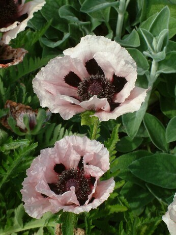 Plant combination ideas in June