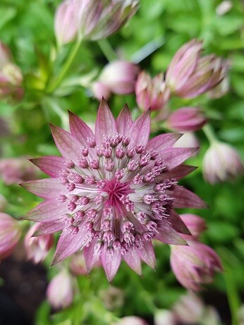 Luminous euphorbias and the fabulous Great Dixter Spring Plant Fair Luminous euphorbias and the fabulous Great Dixter Spring Plant Fair