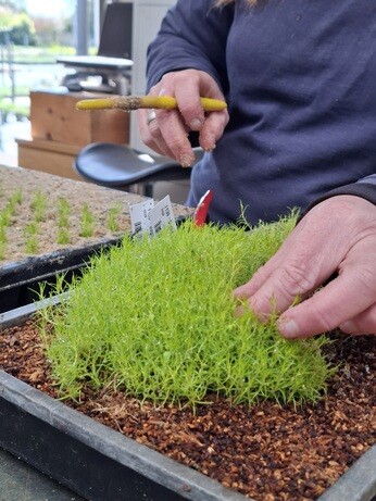 Weekly catch up with garden & propagation Weekly catch up with garden & propagation