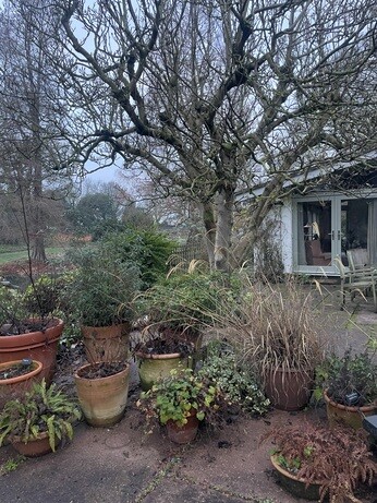 Weekly catch up with garden & propagation