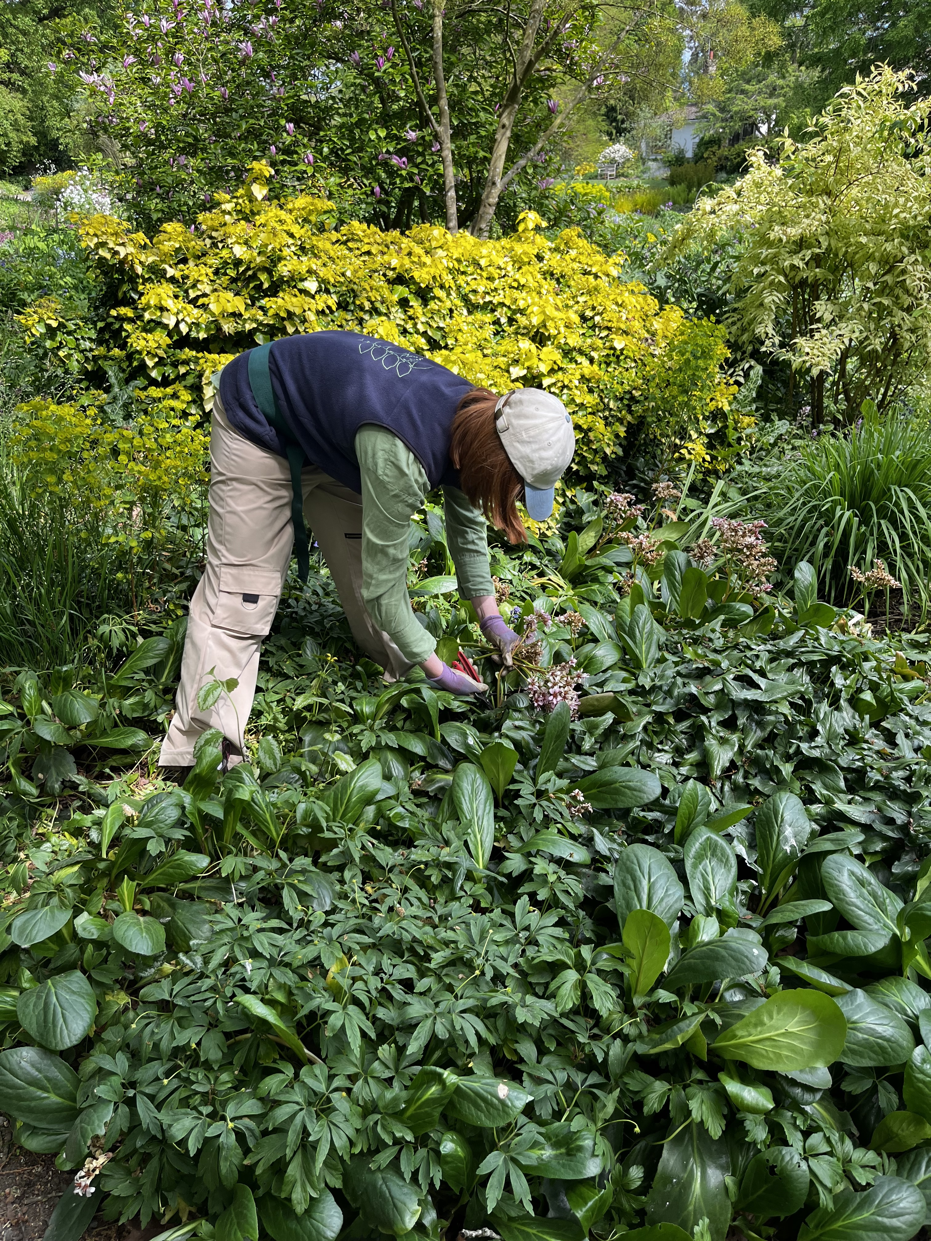 Weekly catch up with garden & propagation