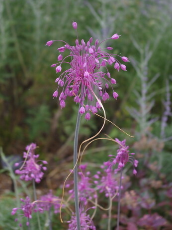Growing summer flowering alliums