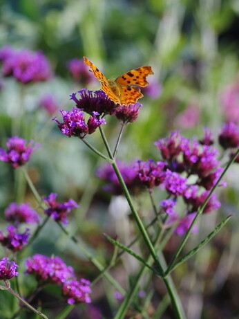 Verbena- How to Grow and Care for