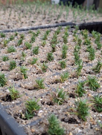 Weekly catch up with garden & propagation