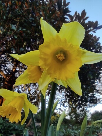 Spring plant folklores with apprentice Hannah