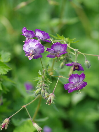 Weekly catch up with garden & propagation