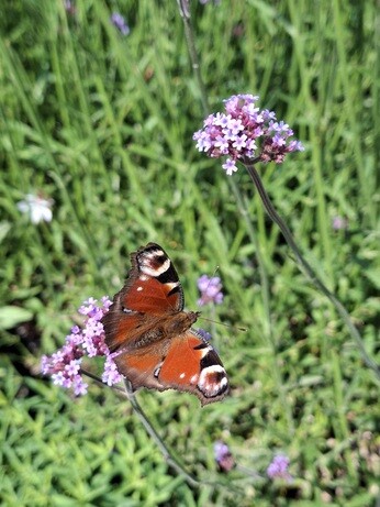 Weekly catchup with garden and propagation
