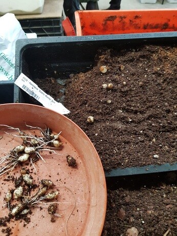 Weekly catch up with garden and propagation