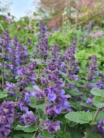 Plants that have stood up to the summer - Gravel Garden