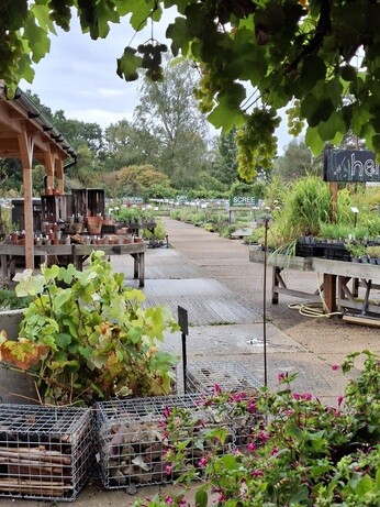 Weekly catch up with garden & propagation