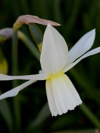 The Gaze of Narcissus The Gaze of Narcissus